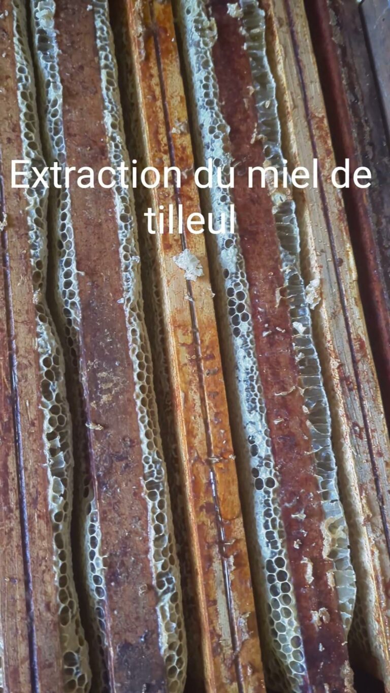 extraction du miel de tilleul 2025