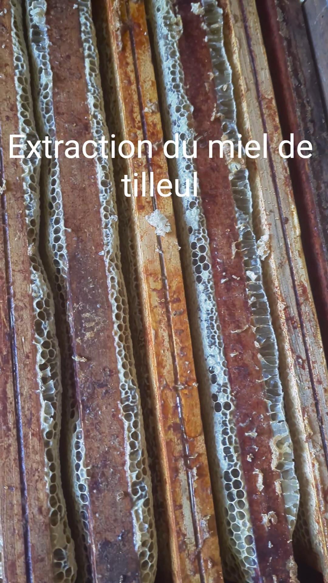 extraction du miel de tilleul 2025