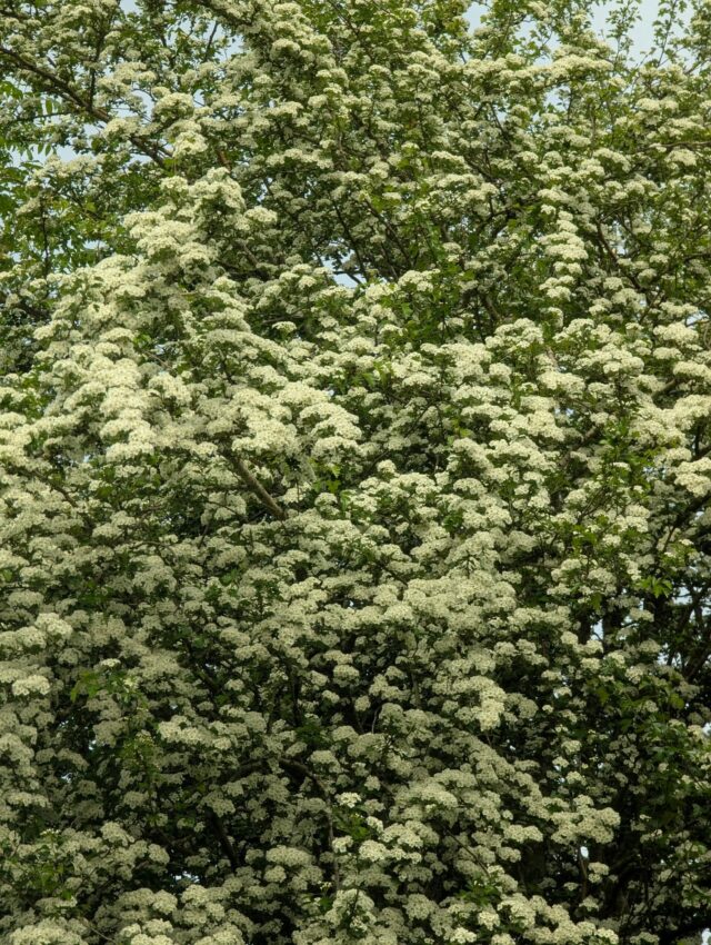 Un printemps fou !
Le colza à peine défleuri, l'aubépine est en fleurs. Toutes les fleurs qui ont des racines assez profondes profondes pour chercher de l'eau en profondeur produit une quantité impressionnante de nectar. On ne manquera pas de miel de printemps cette année. Après le pire printemps l'année dernière, c'est un excellent printemps !
Mais ça va vite ! J'ai du mal à suivre. Il a fallu poser des hausses à répétition, tout en divisant les ruches pour faire des essaims.
Et l'acacia est déjà en fleurs sur les bords de Loire. Je me suis fait surprendre. Aujourd'hui je récolte donc les ruches qui partent en transhumance après mon marché. Et cette nuit je les emmène sur les bords de Loire pour l'acacia ! 😅💪 C'est du sport !