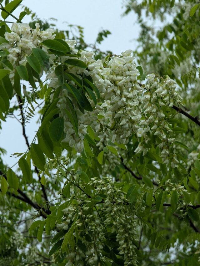 Un rythme fou !
C'est un printemps incroyable pour le miel. Mais le travail est en conséquence. Je suis au bord de l'épuisement ! Il me reste encore une semaine de récolte du miel de printemps, et j'enchaînerai par la récolte de l'acacia, qui fleurit de façon exceptionnelle ! Il y aura du miel d'acacia cette année !