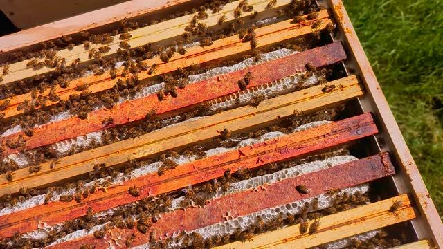 Aujourd'hui c'était la récolte du miel d'acacia. La première récolte pour moi depuis 3 ans. Je fais une transhumance dans le Loiret. Les deux années précédentes j'y suis allé pour rien, mais cette année c'est super ! Bientôt disponible en pots sur le marché d'Alençon !