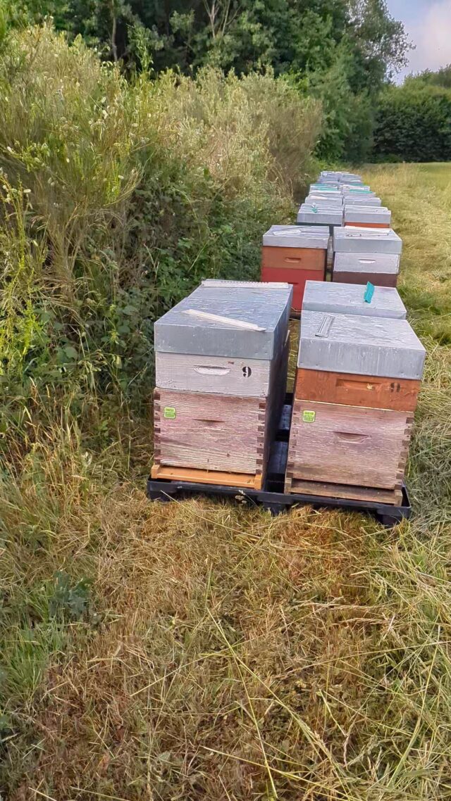 Transhumance sur le châtaignier dimanche. Une grosse journée de travail. Espérons que la récolte sera bonne !