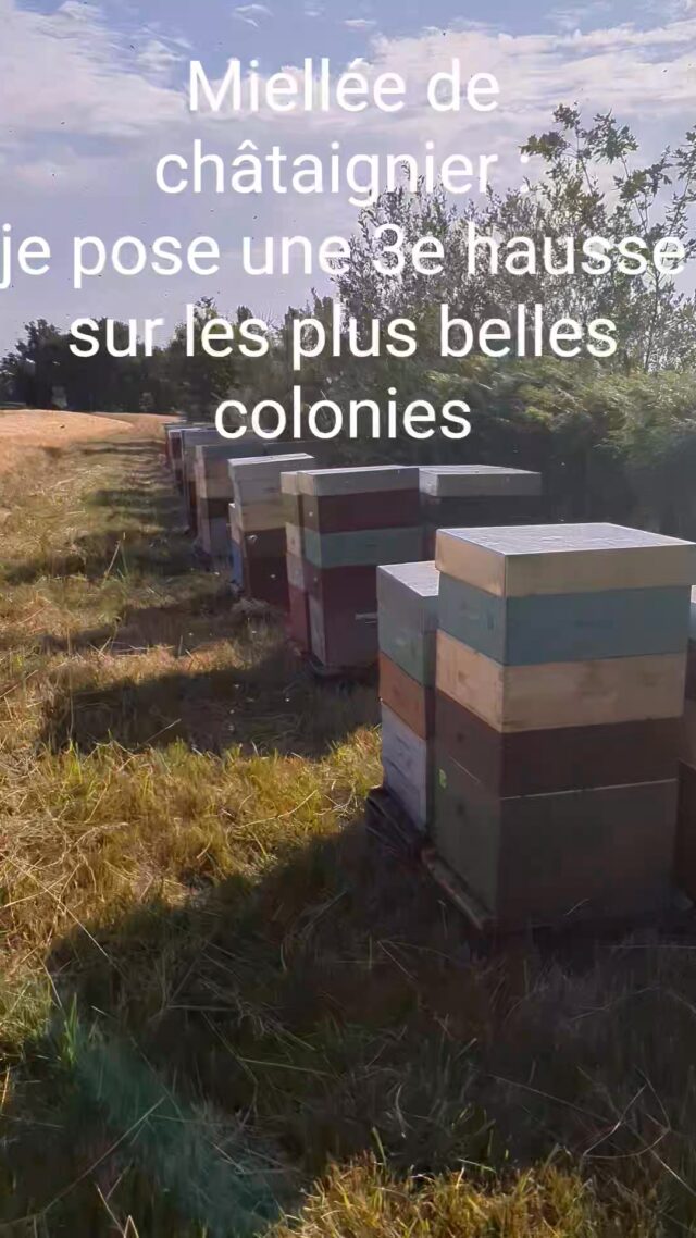Miellée de châtaignier... La chaleur risque de terminer la miellée plus tôt !