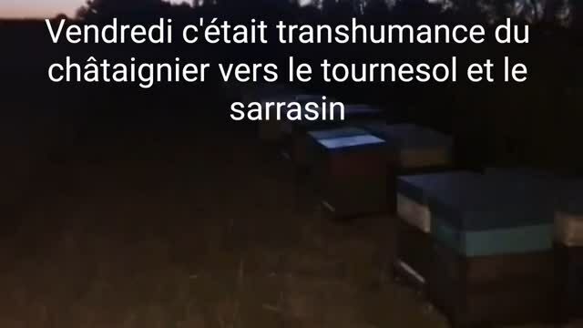 Transhumance depuis le châtaignier vers le tournesol et le sarrasin.
Démarrage de nuit, pour que toutes les abeilles soient bien dans la ruche avant de fermer les entrées.