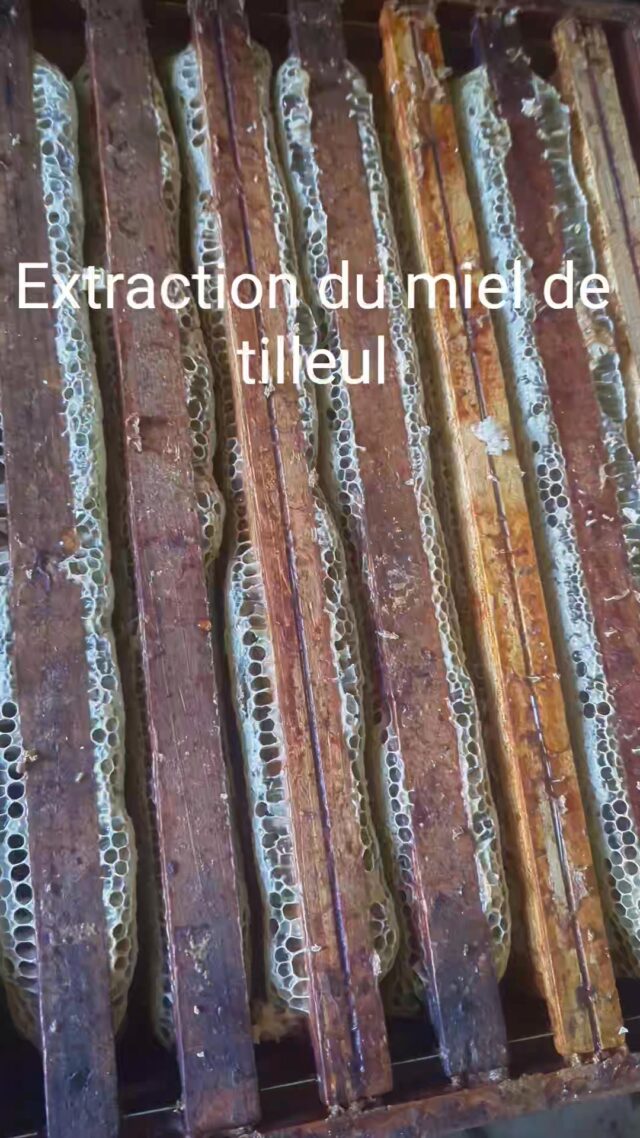 Les vidéos se suivent et se ressemblent : récolte et extraction du miel de tilleul cette semaine.
La miellée d'été s'est arrêtée subitement. Je vais pouvoir commencer la récolte !