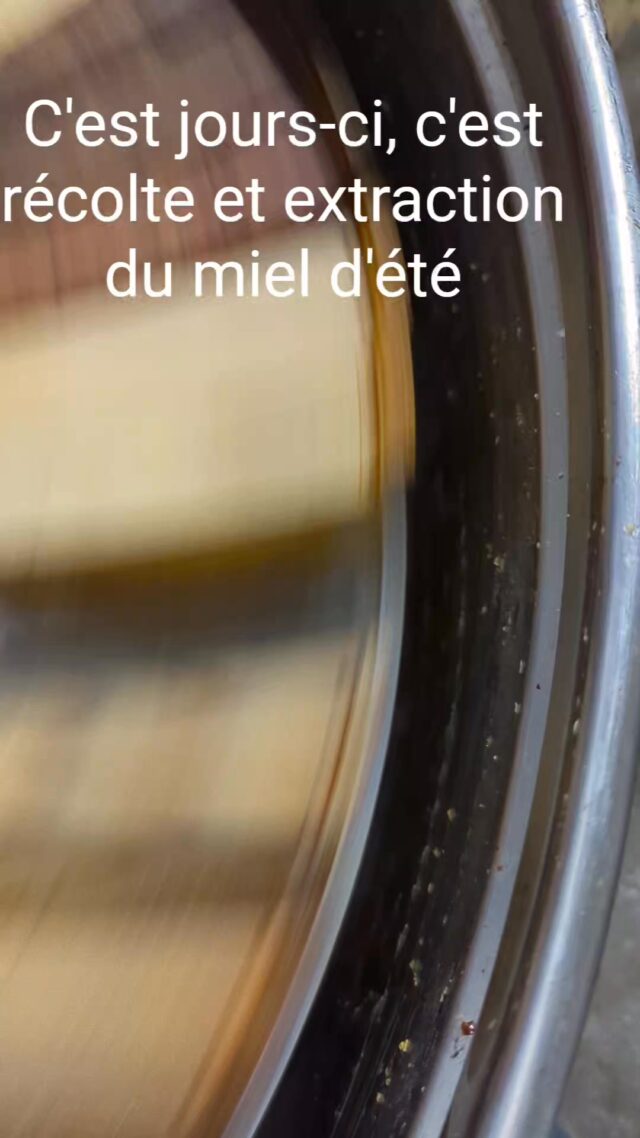 Travail d'un moment : récolte et extraction du miel d'été