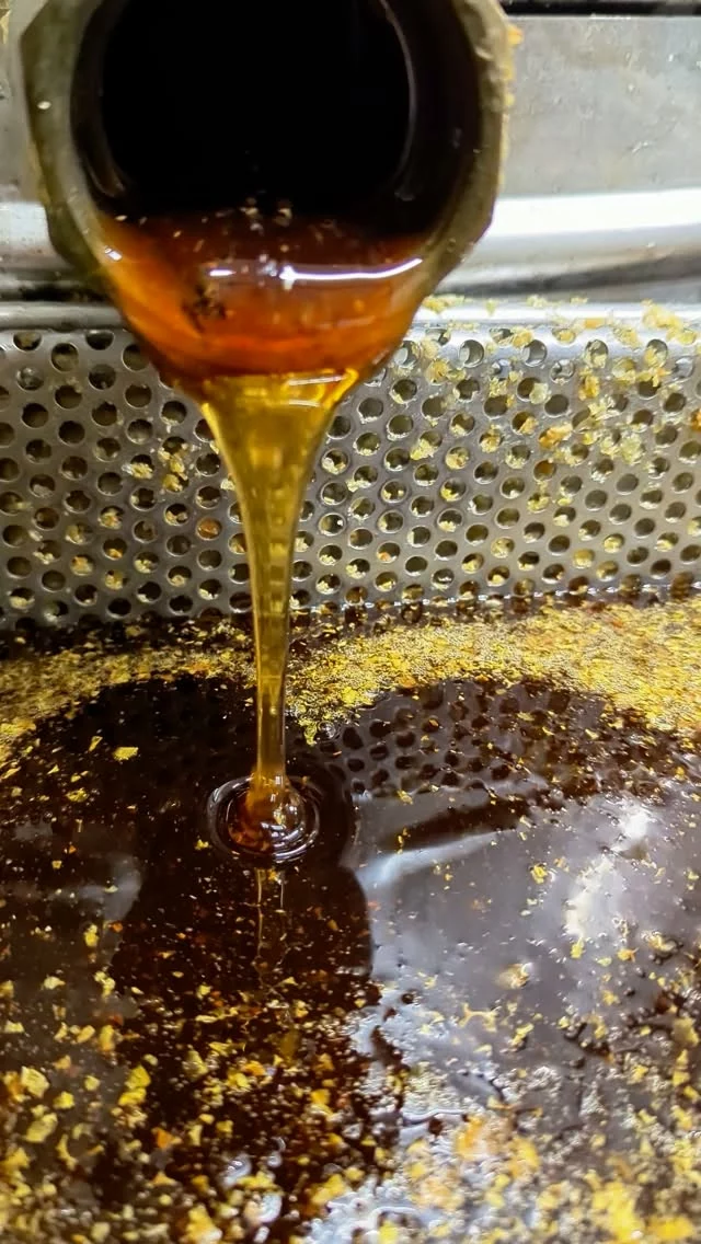 Dernière extraction de l'année : le miel de sarrasin.
Très petite récolte, mais il est très pur !