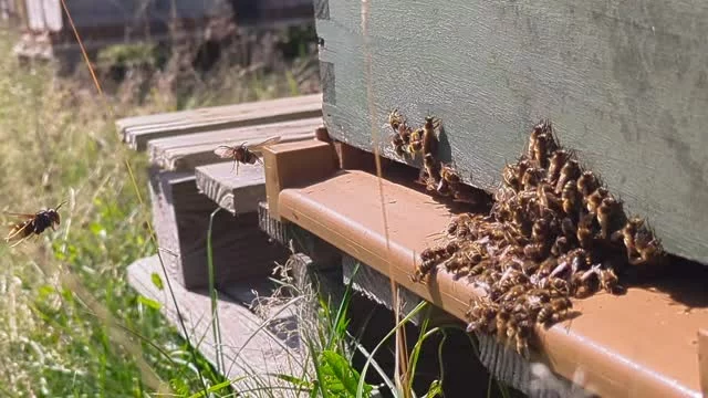 Beaucoup de frelons à pattes jaunes (asiatique) cette année. Grosse pression sur les ruches. En plus des prélèvements d'abeilles, qui peuvent tuer les colonies les plus faibles, leur présence empêche les abeilles de récolter le nectar et le pollen de lierre. C'est la dernière floraison de l'année, cruciale pour les réserves hivernales. Au lieu de prendre du poids, les colonies consomment leur miel et s'allègent. De plus, sous le stress occasionné, les reines pondent moins, alors que c'est maintenant que naissent les abeilles d'hiver, qui doivent tenir jusqu'au printemps. Bref, cela vient s'ajouter aux dégâts du parasite varroa, et je crains qu'un  certain nombre de colonies ne passent pas l'hiver...
