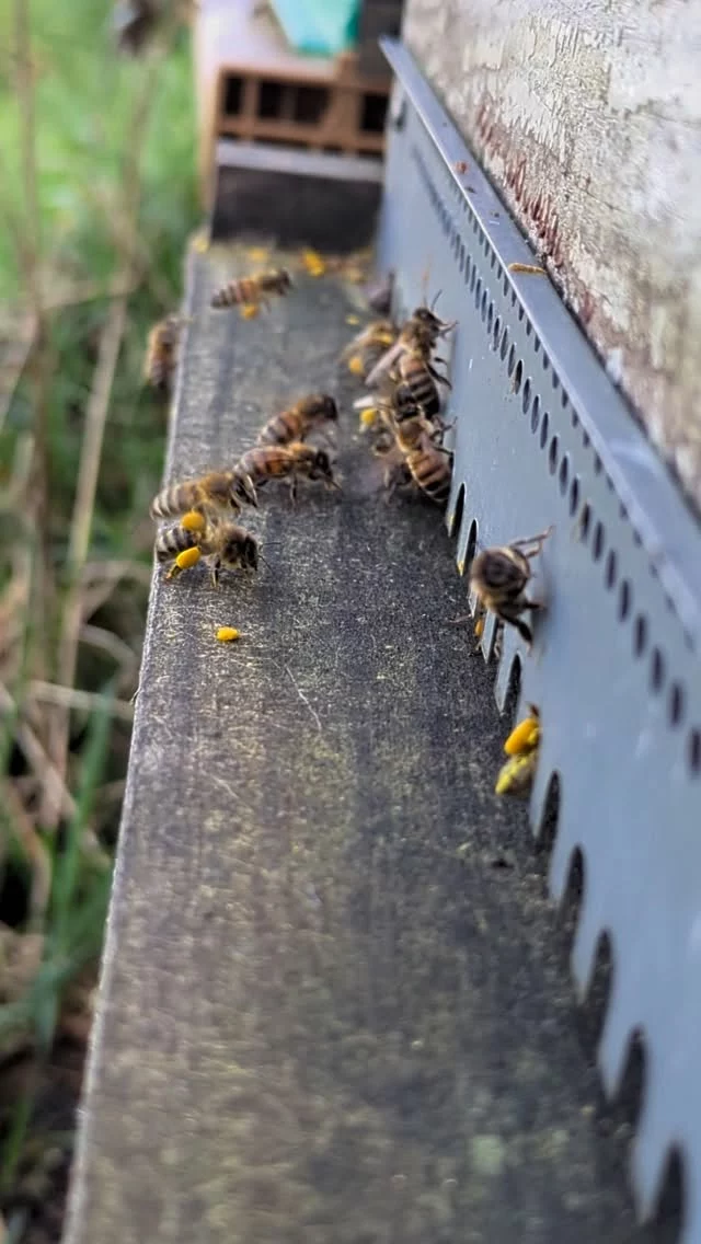 Avec ces températures exceptionnelles pour février, les abeilles sont de sortie, et ramènent du pollen. Ça fait plaisir de les voir sortir, même si ces températures trop élevées m'inquiètent pour la suite de la saison !