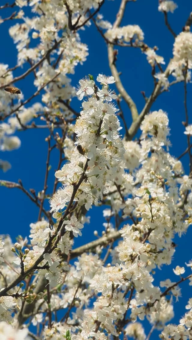 Les abeilles butinent dans le prunellier. La saison démarre fort et tôt. Trop tôt. Le risque c'est une forte gelée et les fleurs seront grillées... Et dans ce cas, pas de miel ni de fruits !
Mais ça fait plaisir d'ouvrir à nouveau les ruches ! Elles m'avaient manqué, mes abeilles !
