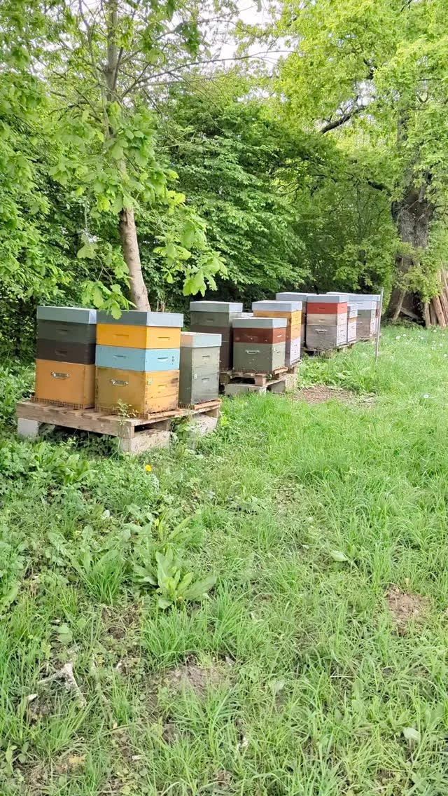 Ça 'mielle' fort. L'aubépine est en fleurs, c'est magnifique (la vidéo a une semaine, je ne trouve plus le temps de filmer...). Je pose la 3e hausse sur les ruches qui vont bien, je fais le plus d'essaims possible pour reconstituer mon cheptel. Pas de repos en ce moment ! J'ai du mal à me libérer du temps pour les mises en pot et les marchés.
Seule inquiétude à l'horizon, la sécheresse. S'il ne pleut pas, pas de miel d'été...
En attendant, c'est un superbe printemps !