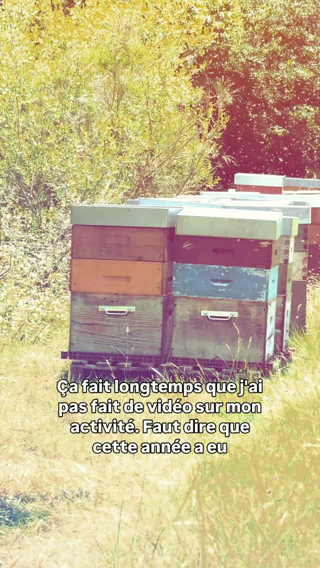 Bilan à mi-récolte du miel d'été